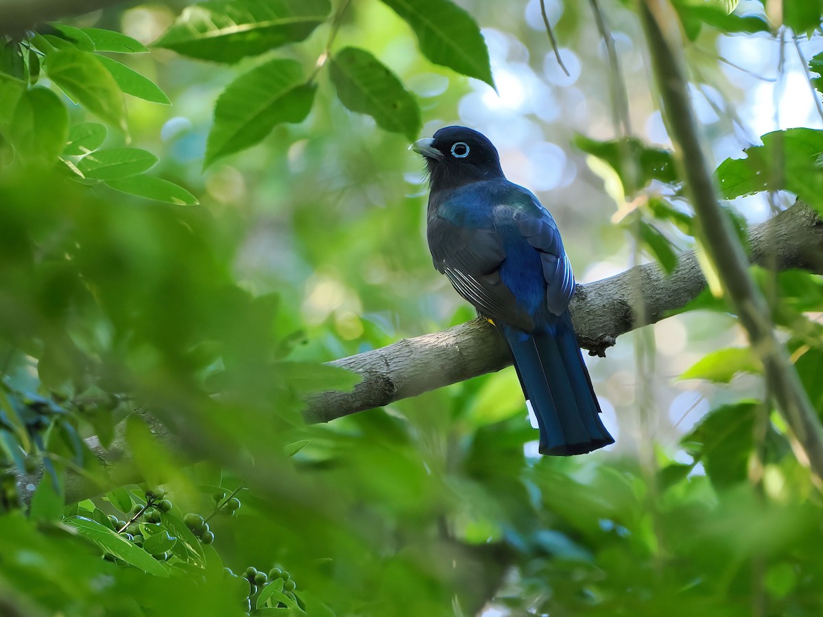 Black-headed Trogon - ML646877644