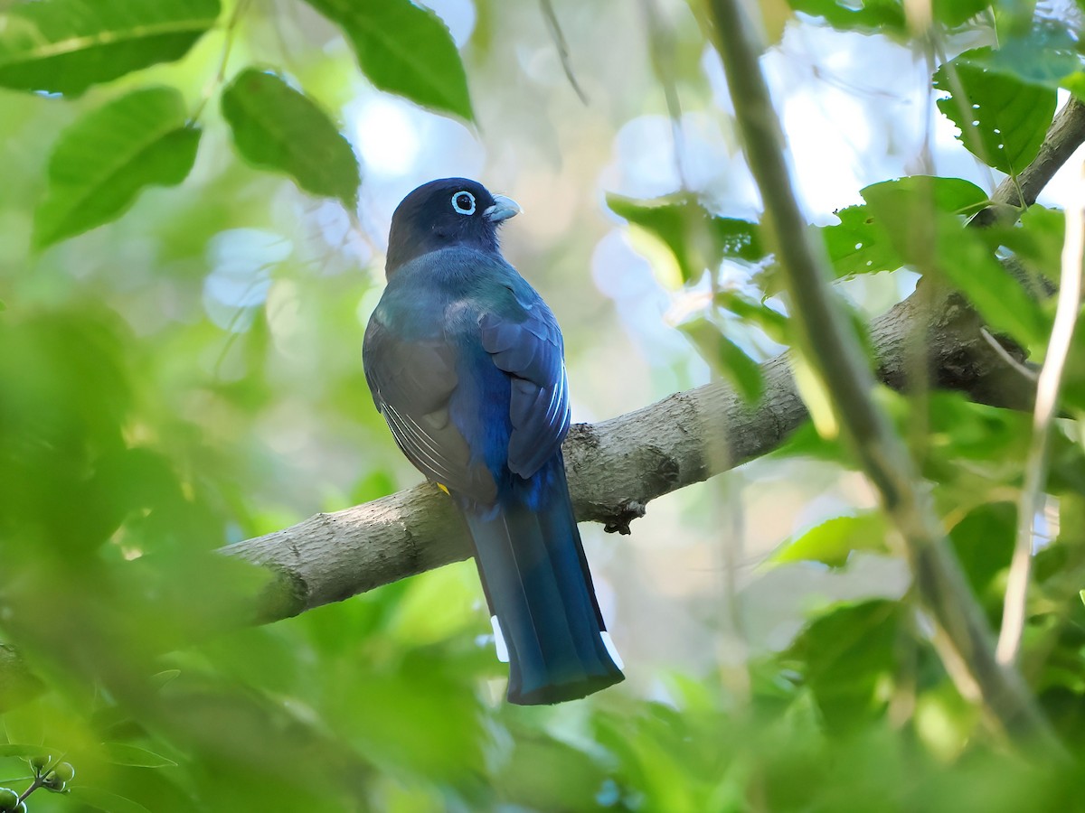 Black-headed Trogon - ML646877645