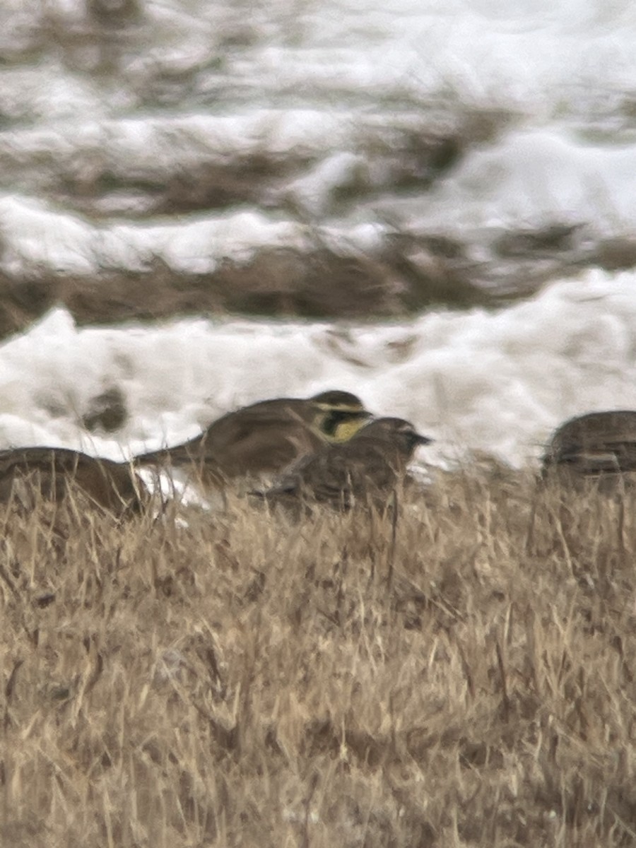 Allodola golagialla - ML646877648