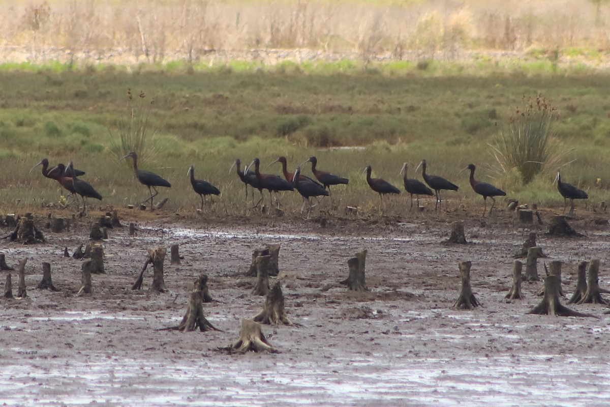 Каравайка - ML646877649