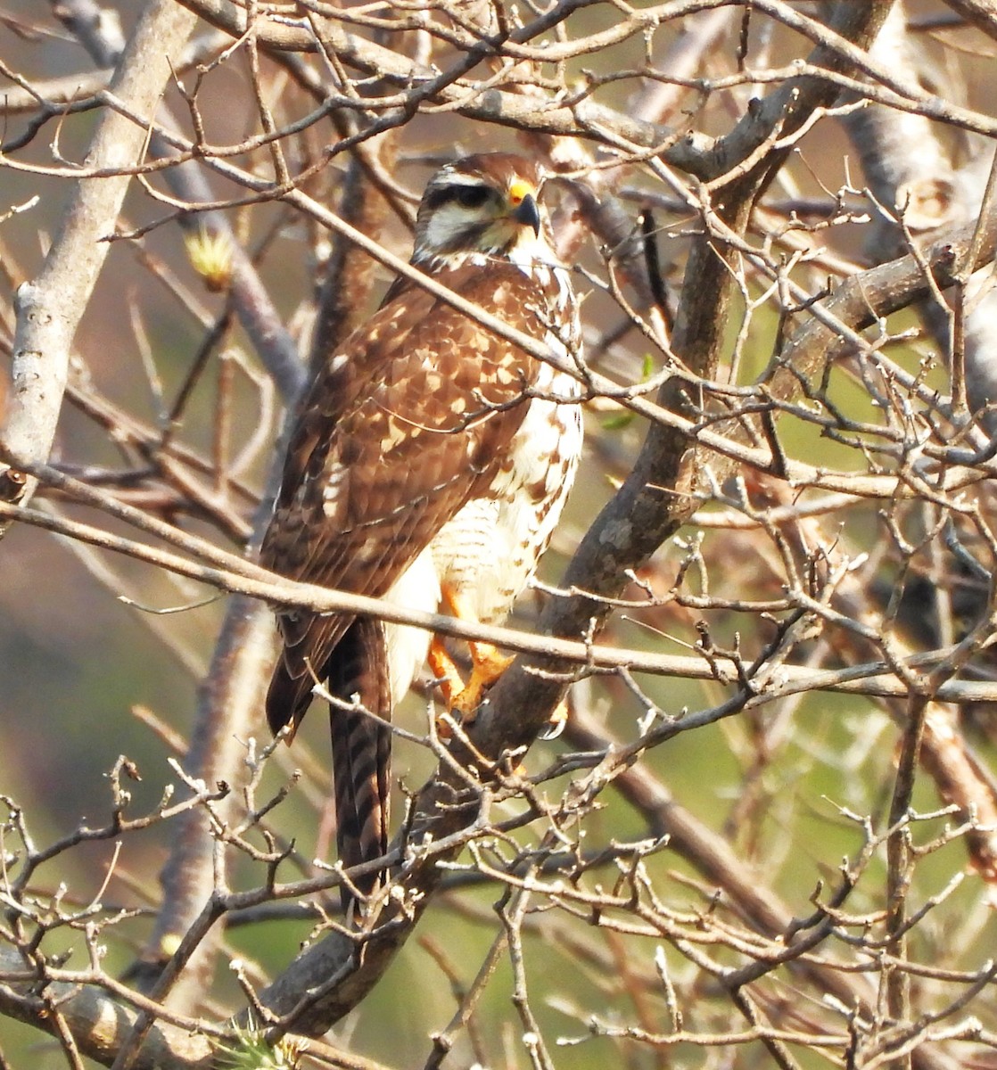 nordgråvåk - ML646877650