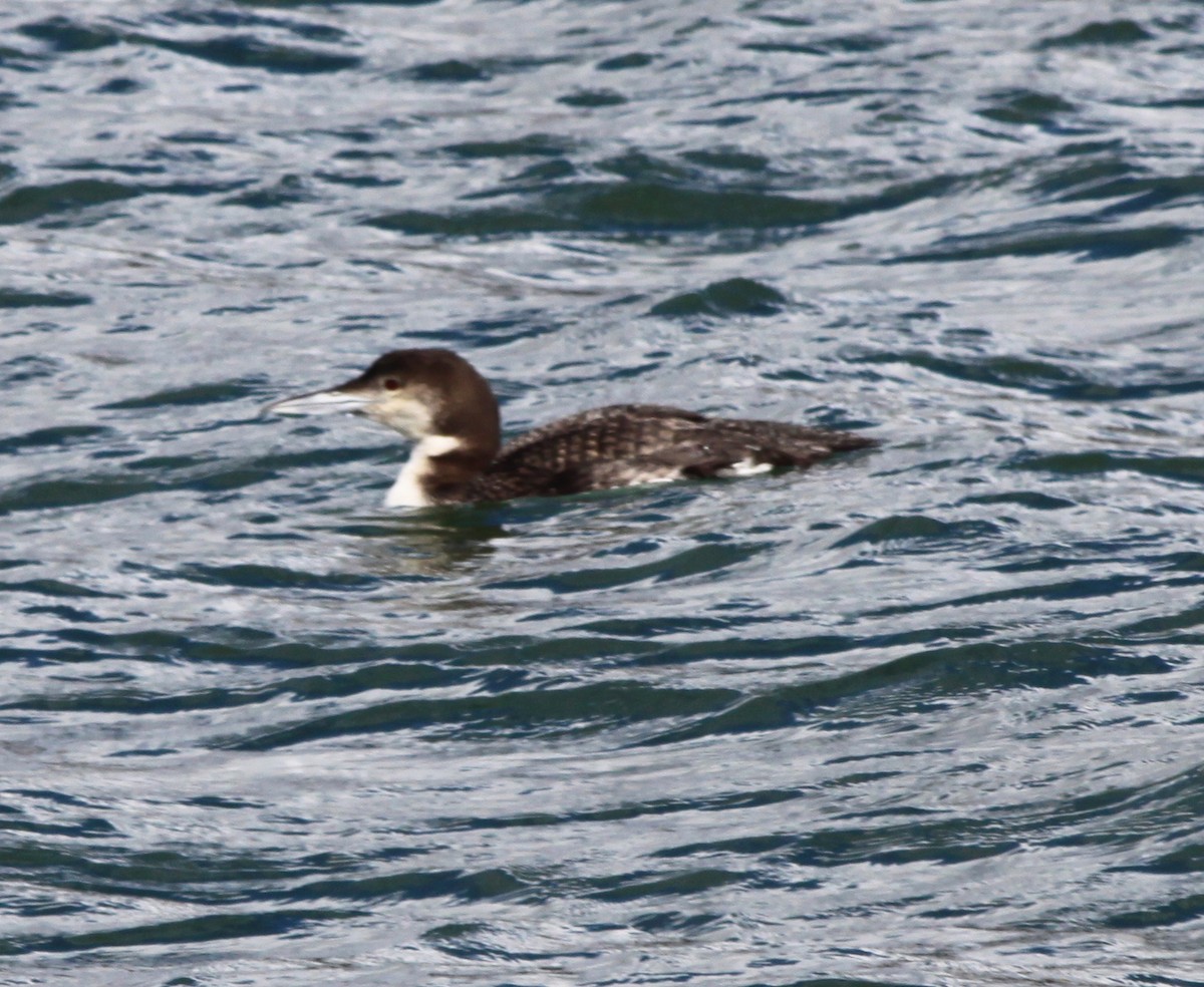 Strolaga maggiore - ML646877651