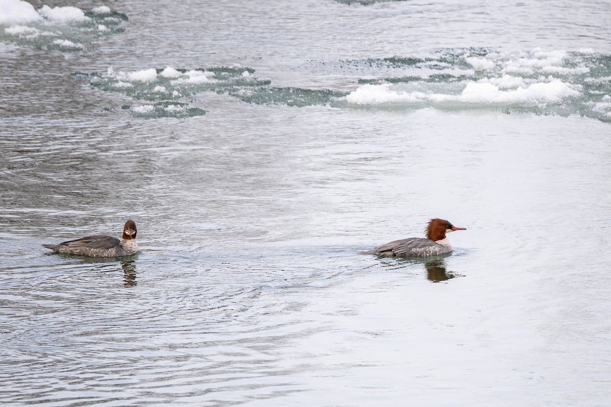 Common Merganser - ML646877652