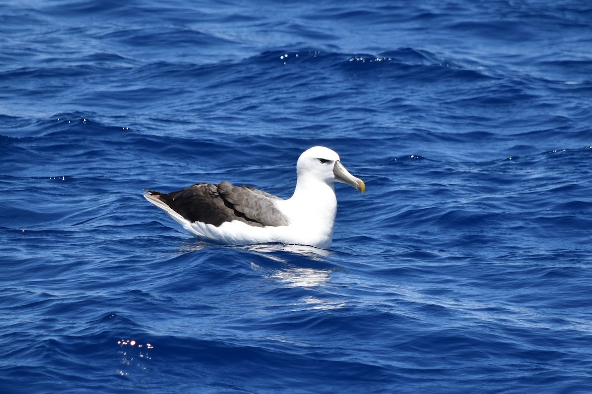 White-capped Albatross - ML646877653