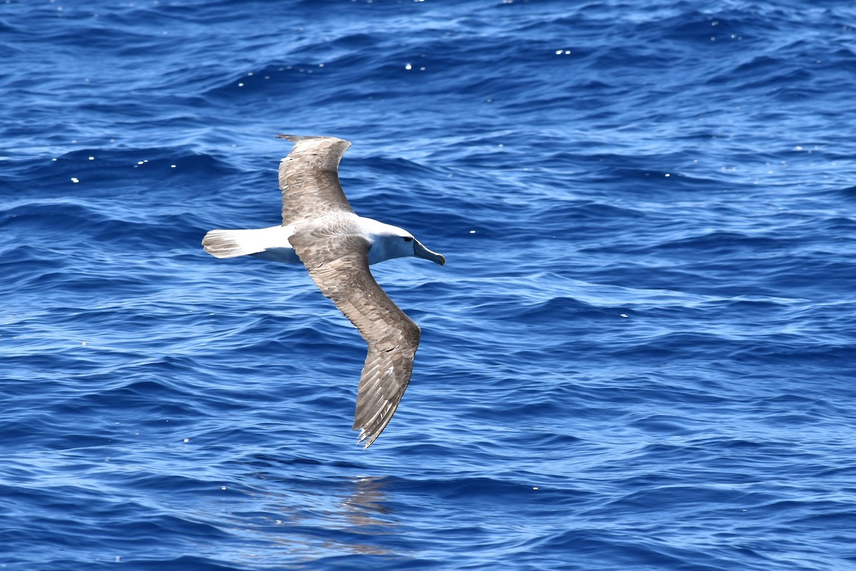 White-capped Albatross - ML646877654