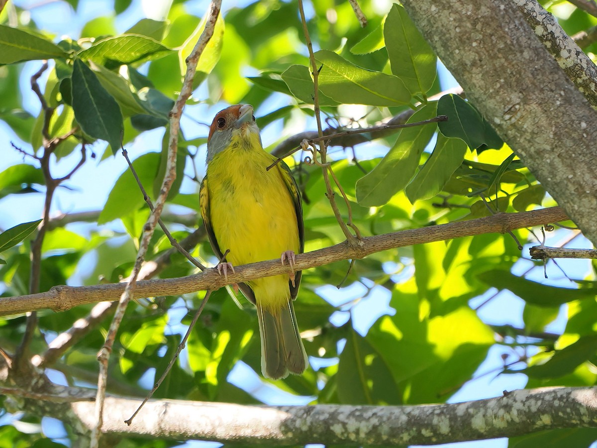 Rufous-browed Peppershrike - ML646877656