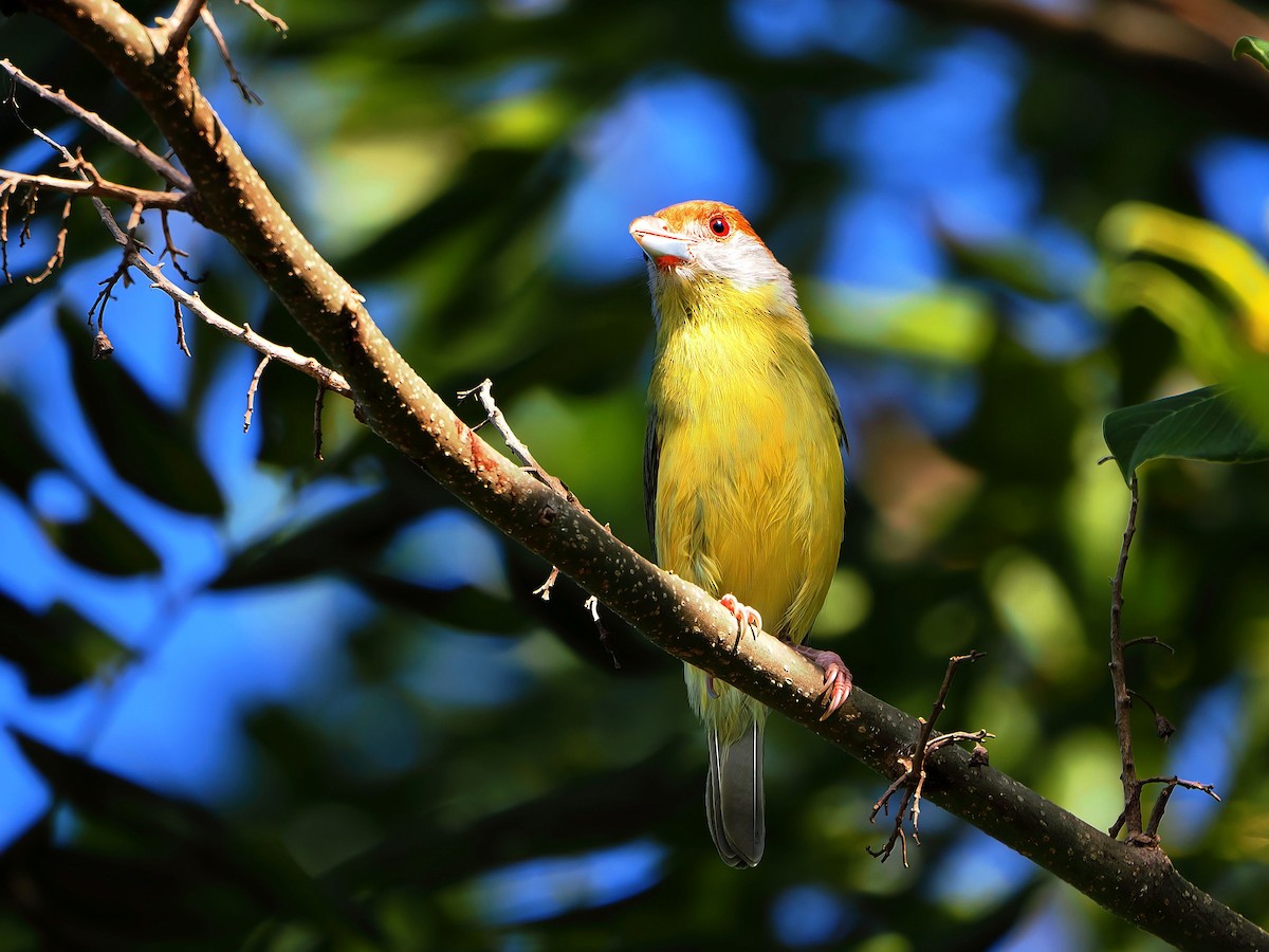 Rufous-browed Peppershrike - ML646877657
