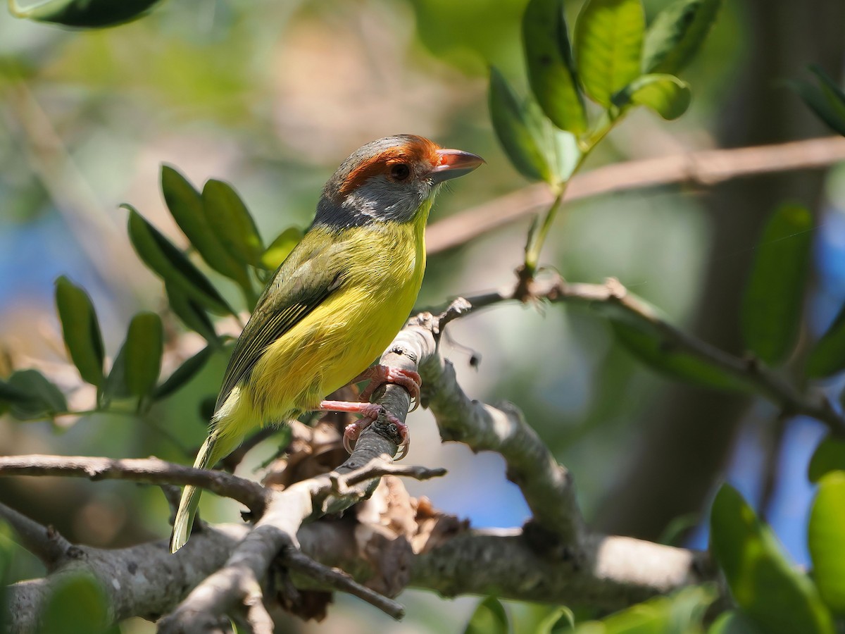 Rufous-browed Peppershrike - ML646877658