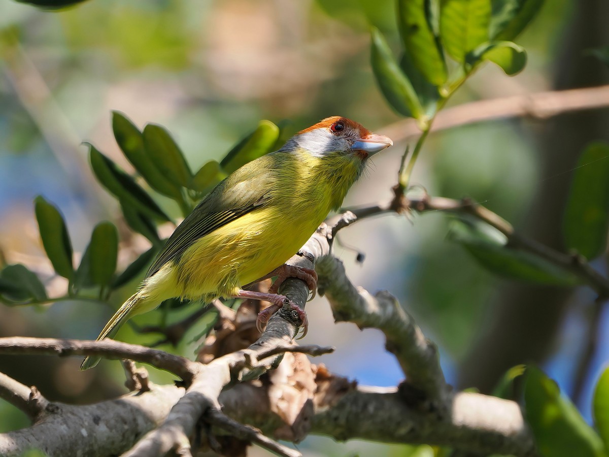 Rufous-browed Peppershrike - ML646877659
