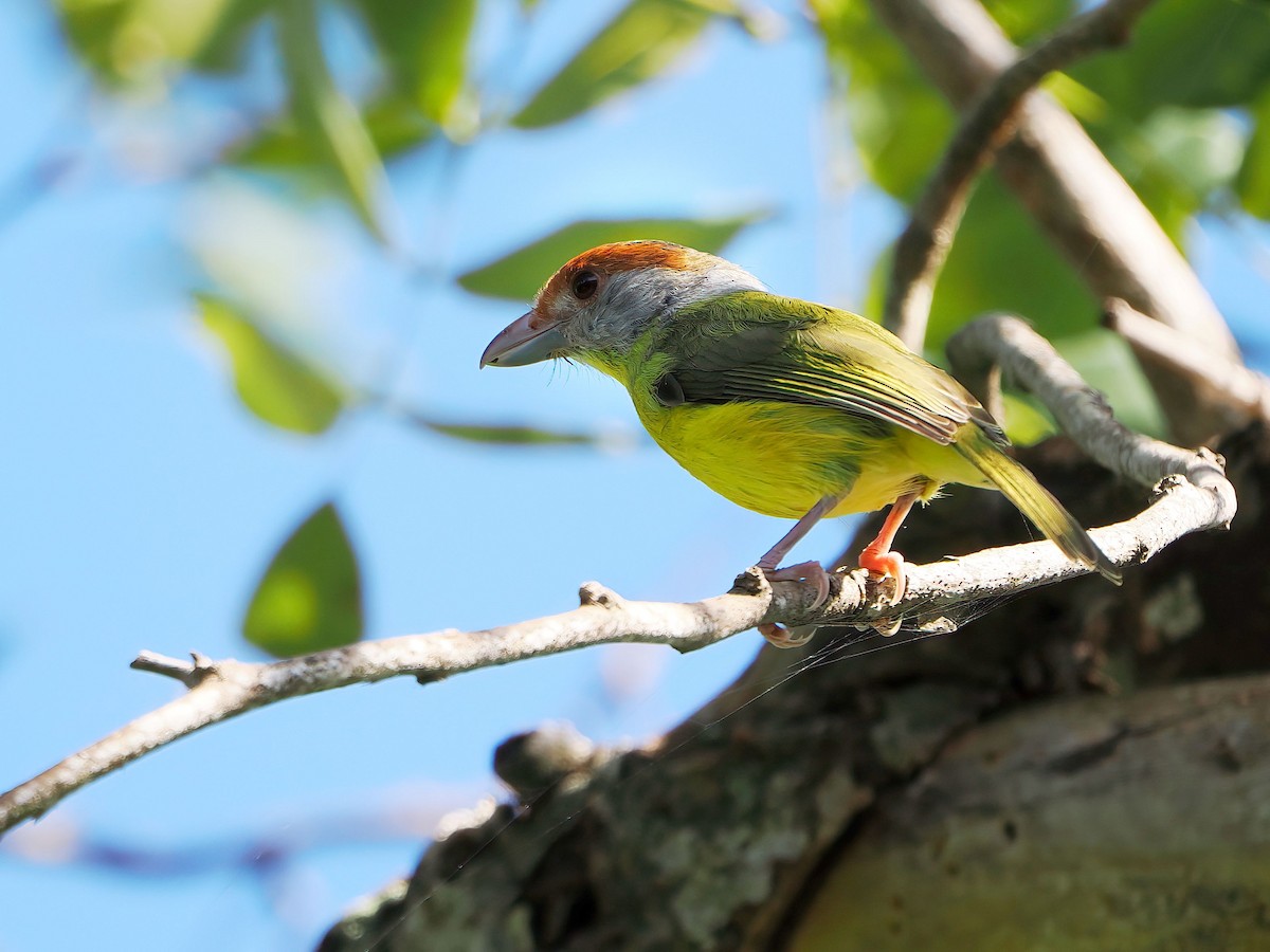 Rufous-browed Peppershrike - ML646877660