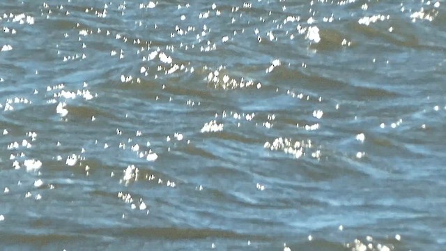 Bufflehead - ML646877661