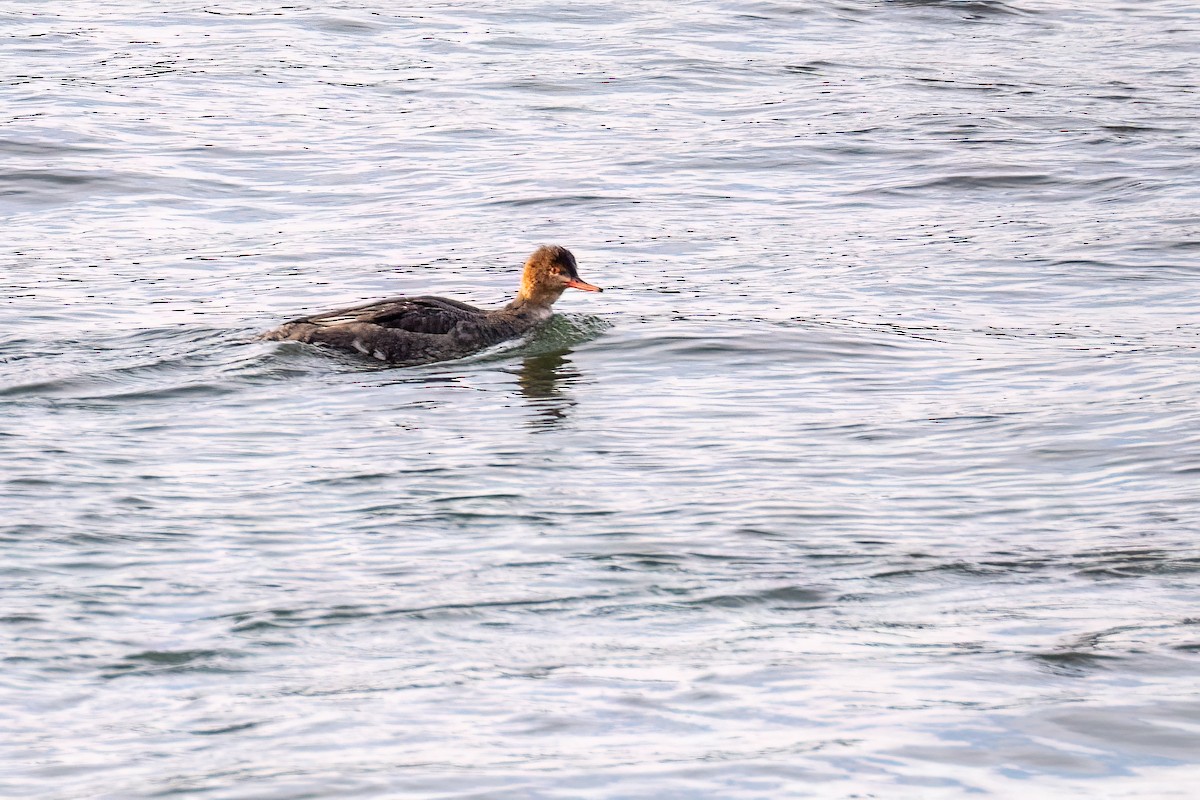 Red-breasted Merganser - ML646877663