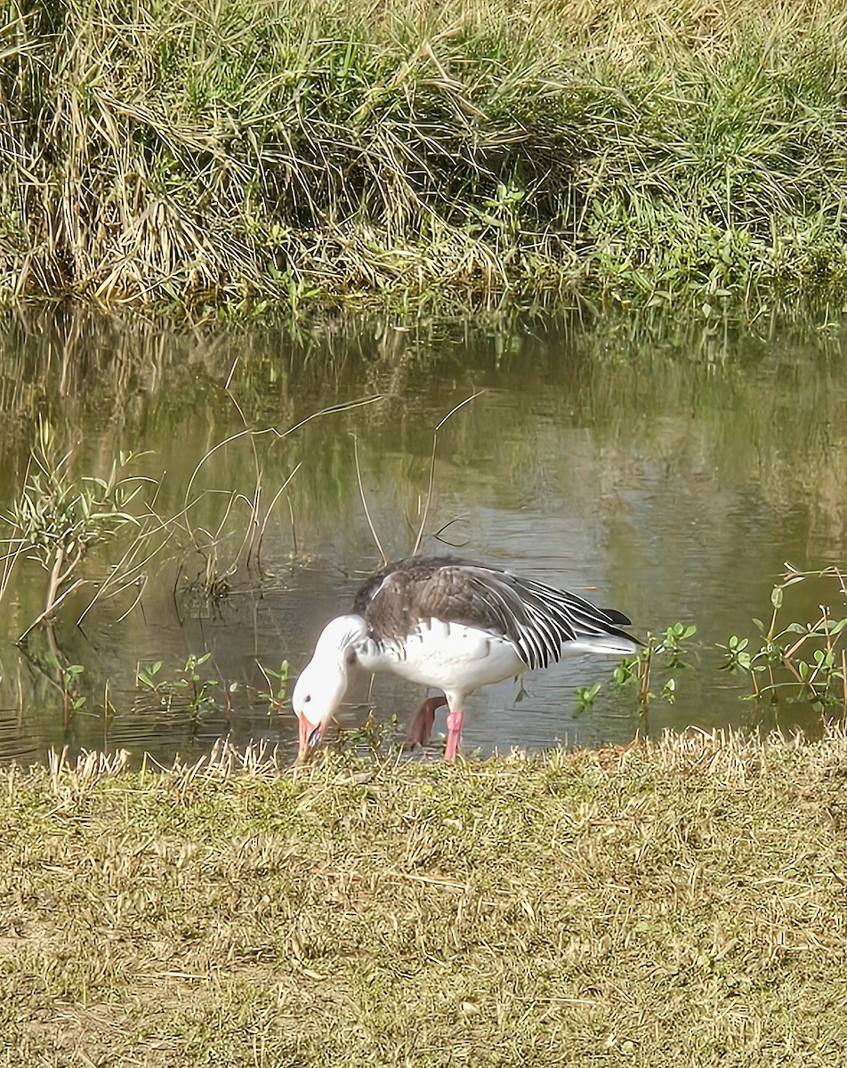 Snow Goose - ML646877667