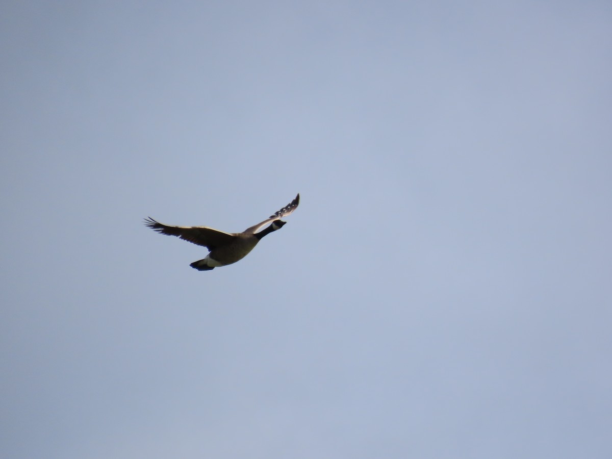 Canada Goose - ML646877669