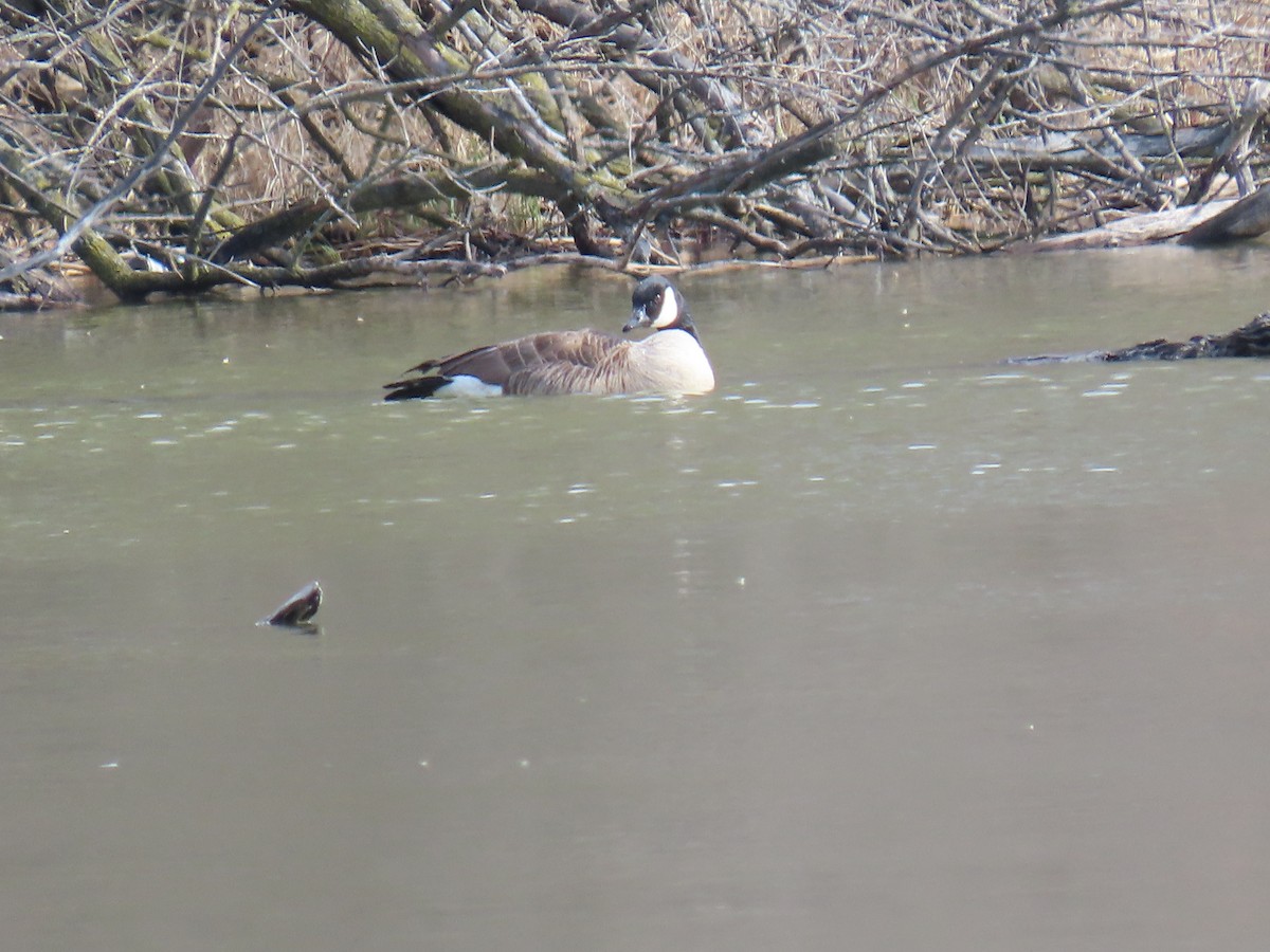 Canada Goose - ML646877670