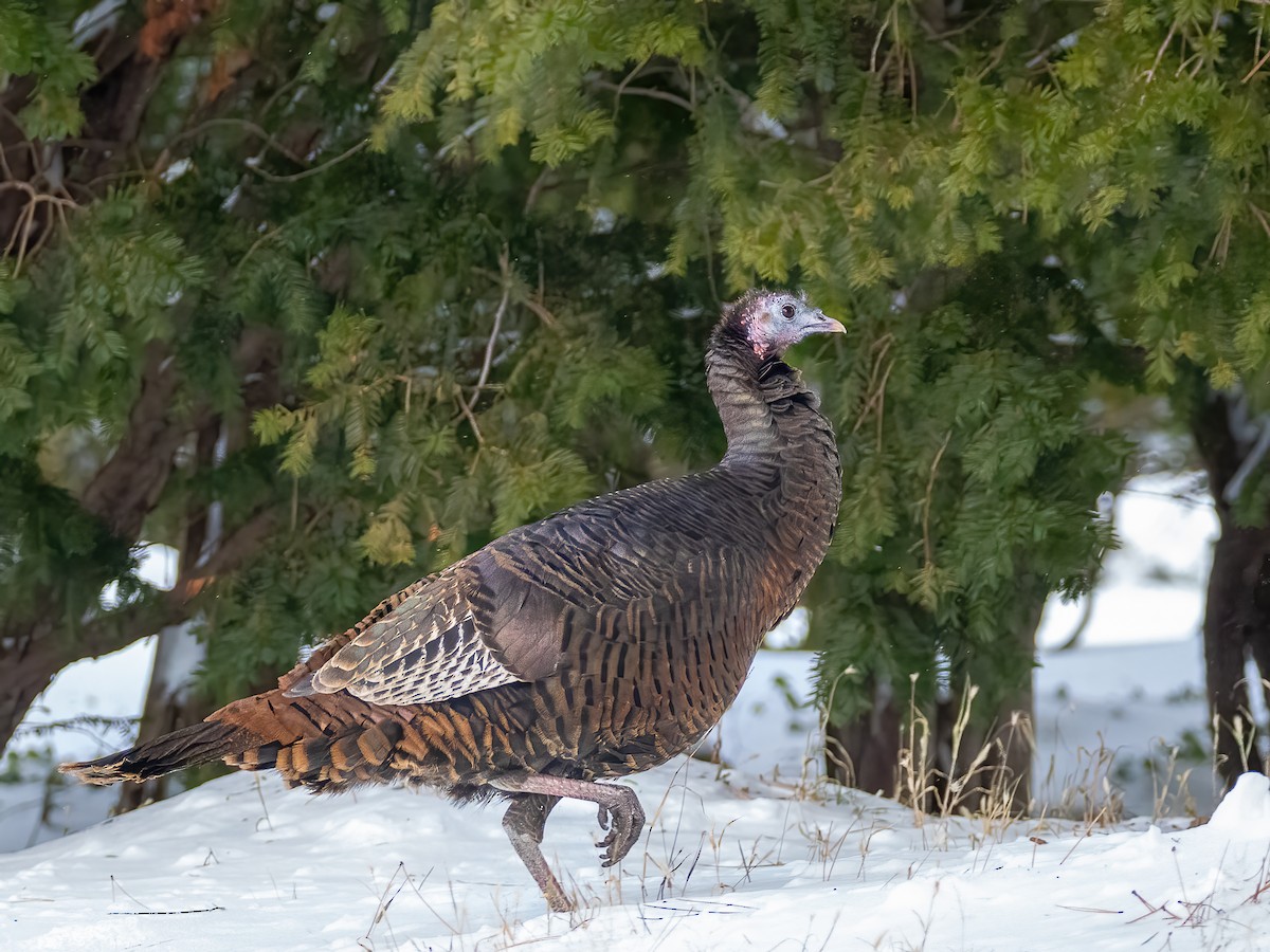 Wild Turkey - ML646877671