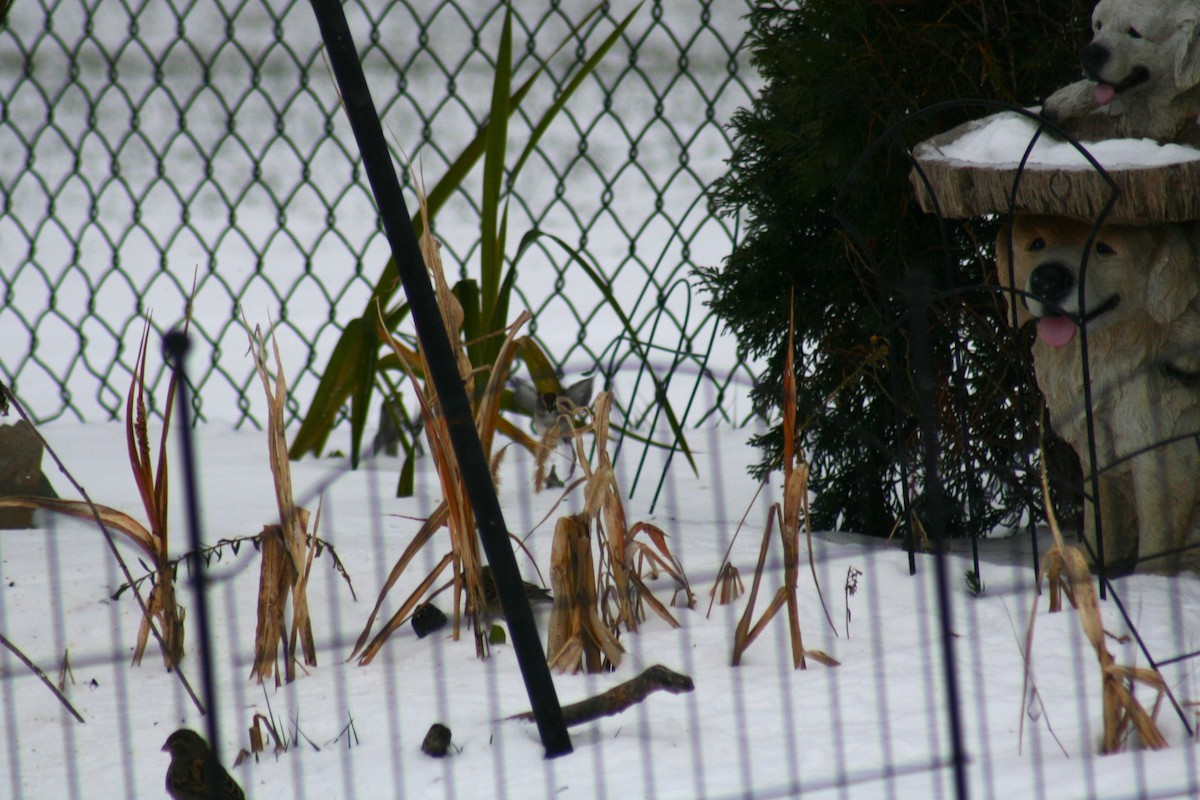 American Tree Sparrow - ML646877672