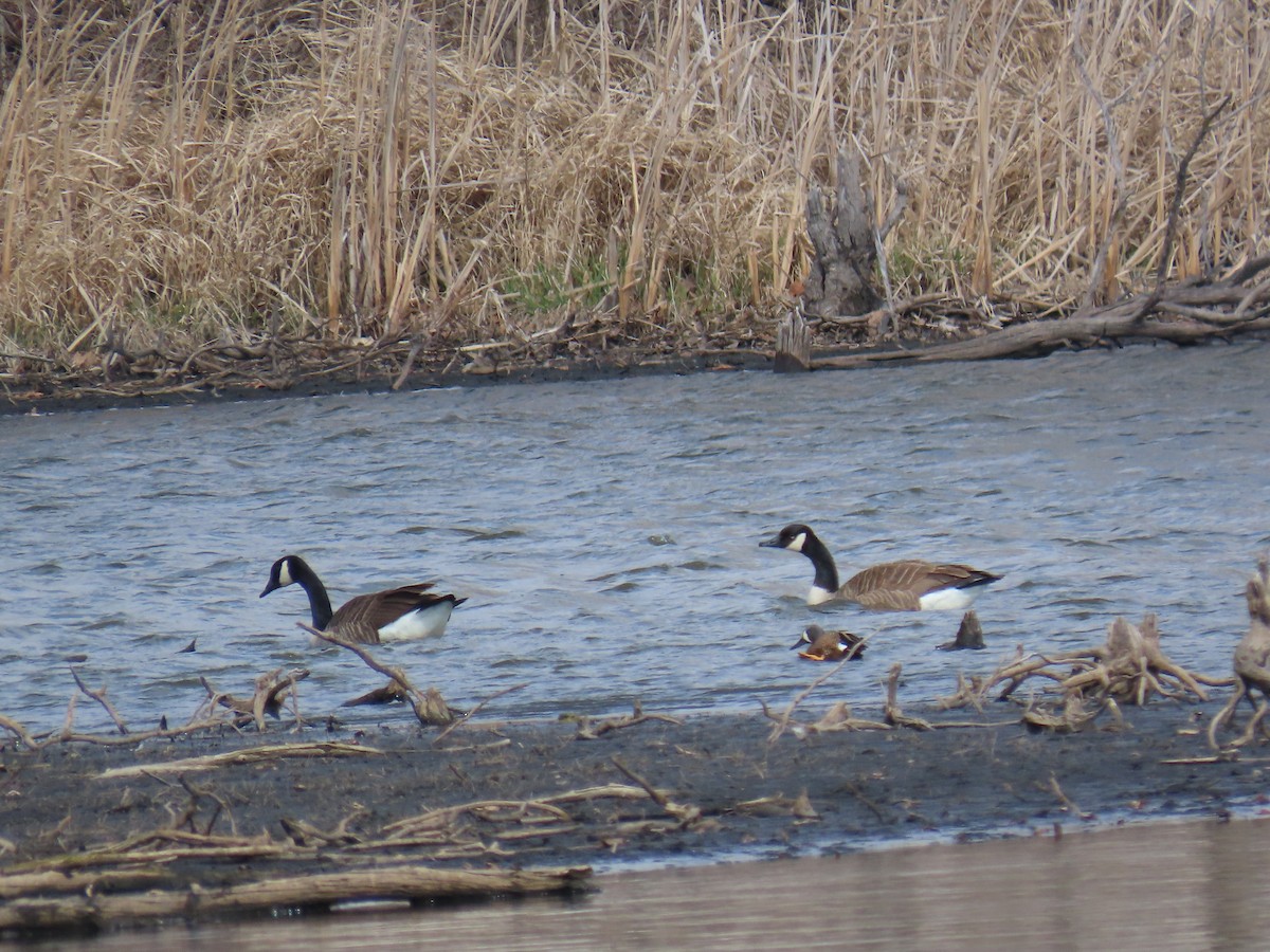 Blue-winged Teal - ML646877673