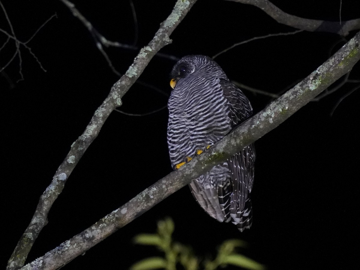 Black-banded Owl - ML646877674