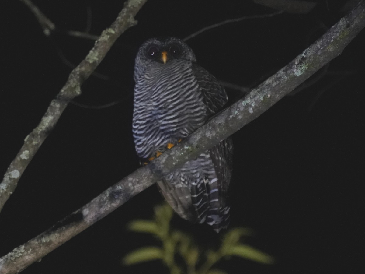 Black-banded Owl - ML646877675