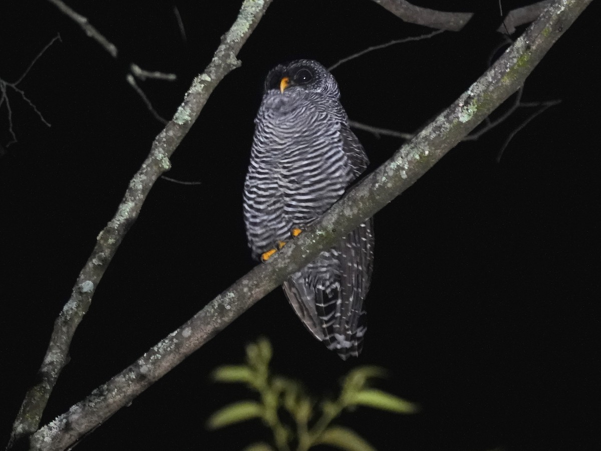 Black-banded Owl - ML646877676
