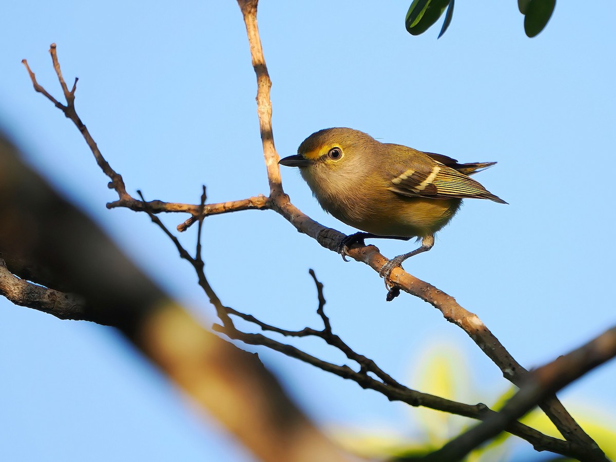 White-eyed Vireo - ML646877677