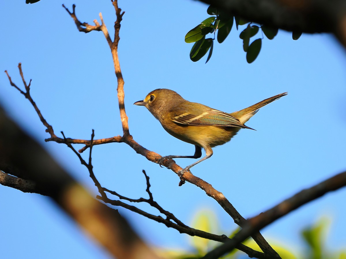 White-eyed Vireo - ML646877678