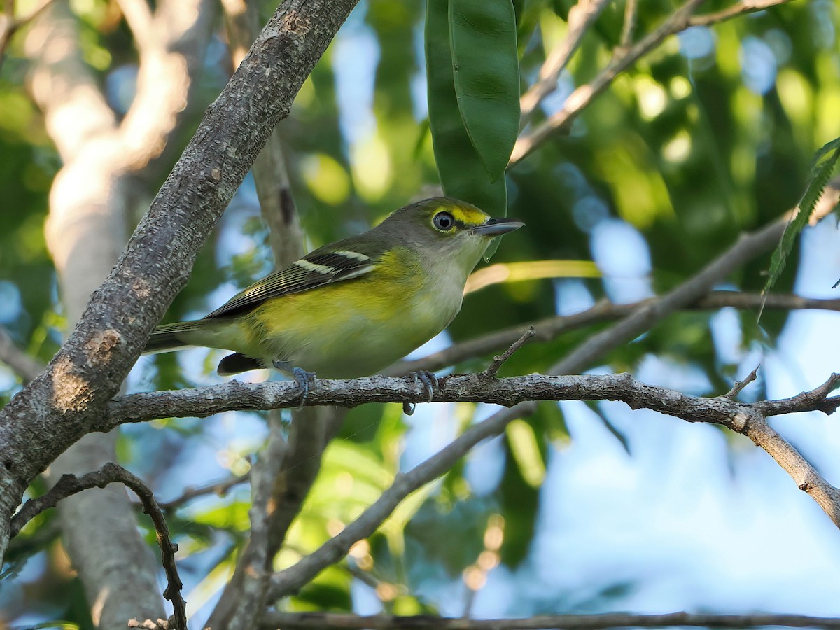 White-eyed Vireo - ML646877679
