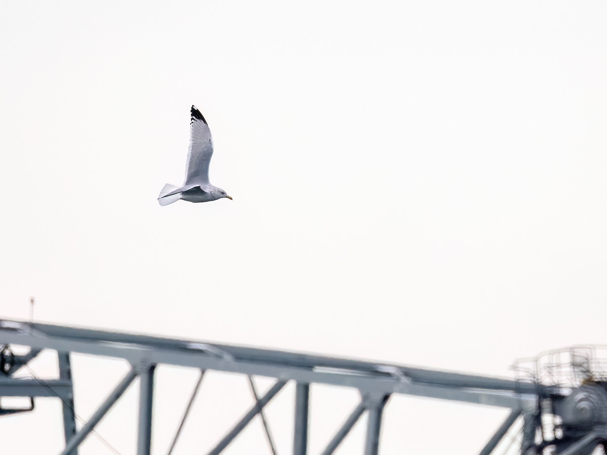 American Herring Gull - ML646877680