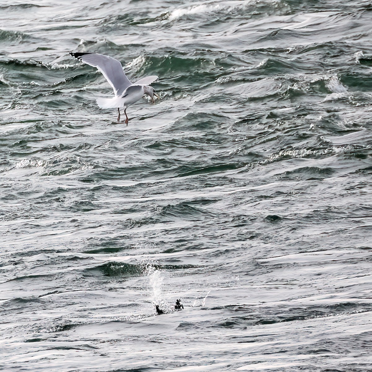 American Herring Gull - ML646877681