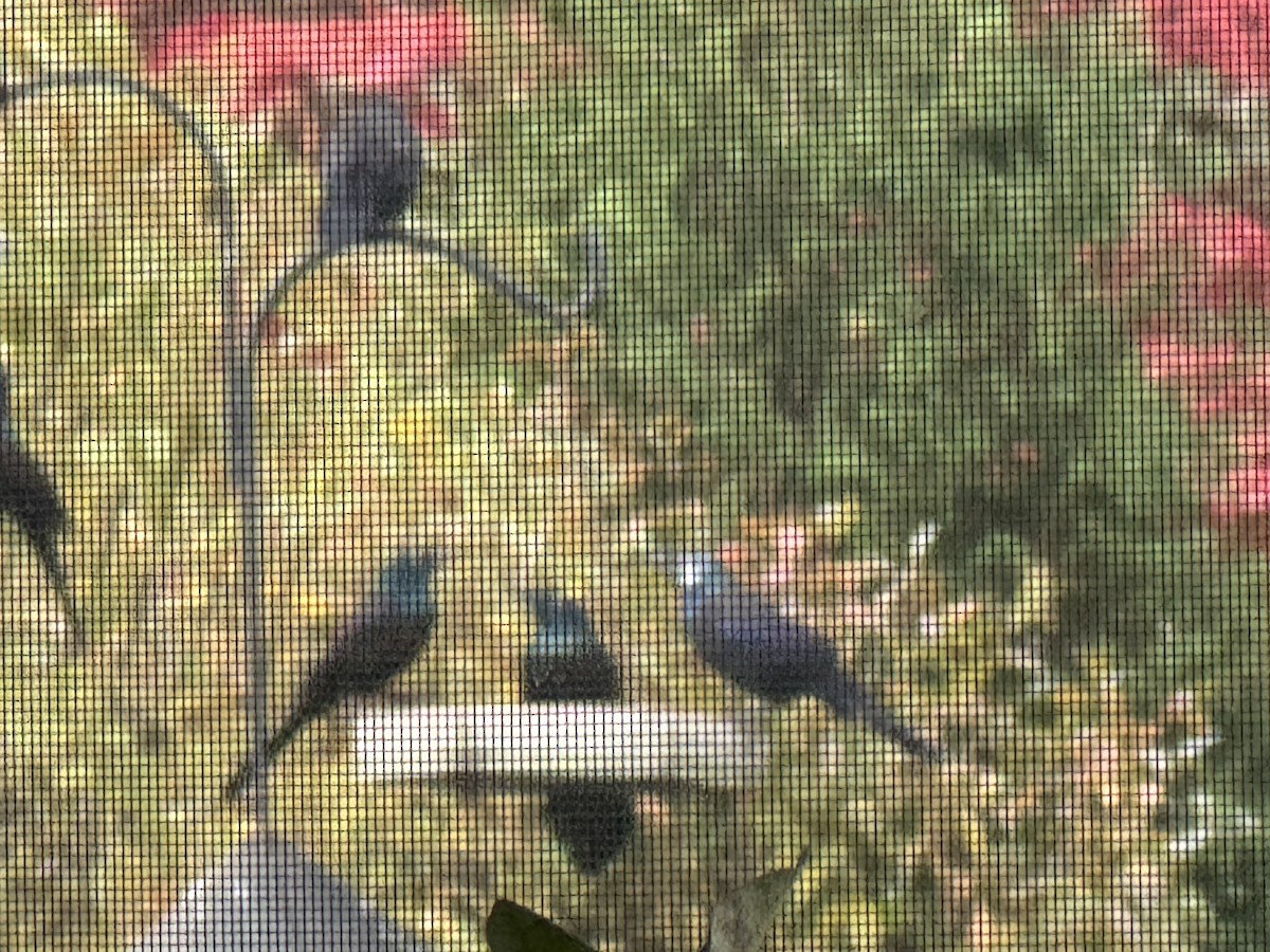 Common Grackle - ML646877684