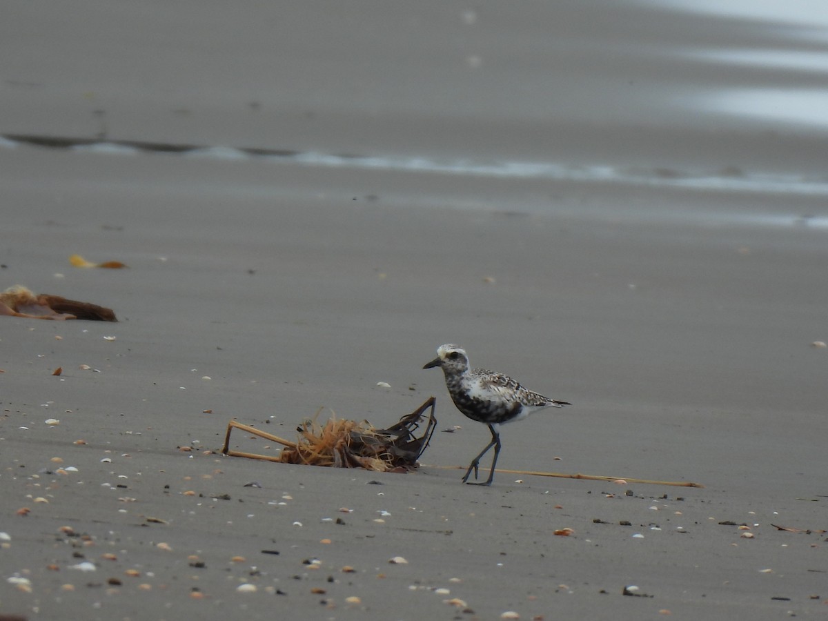 Black-bellied Plover - ML646877685