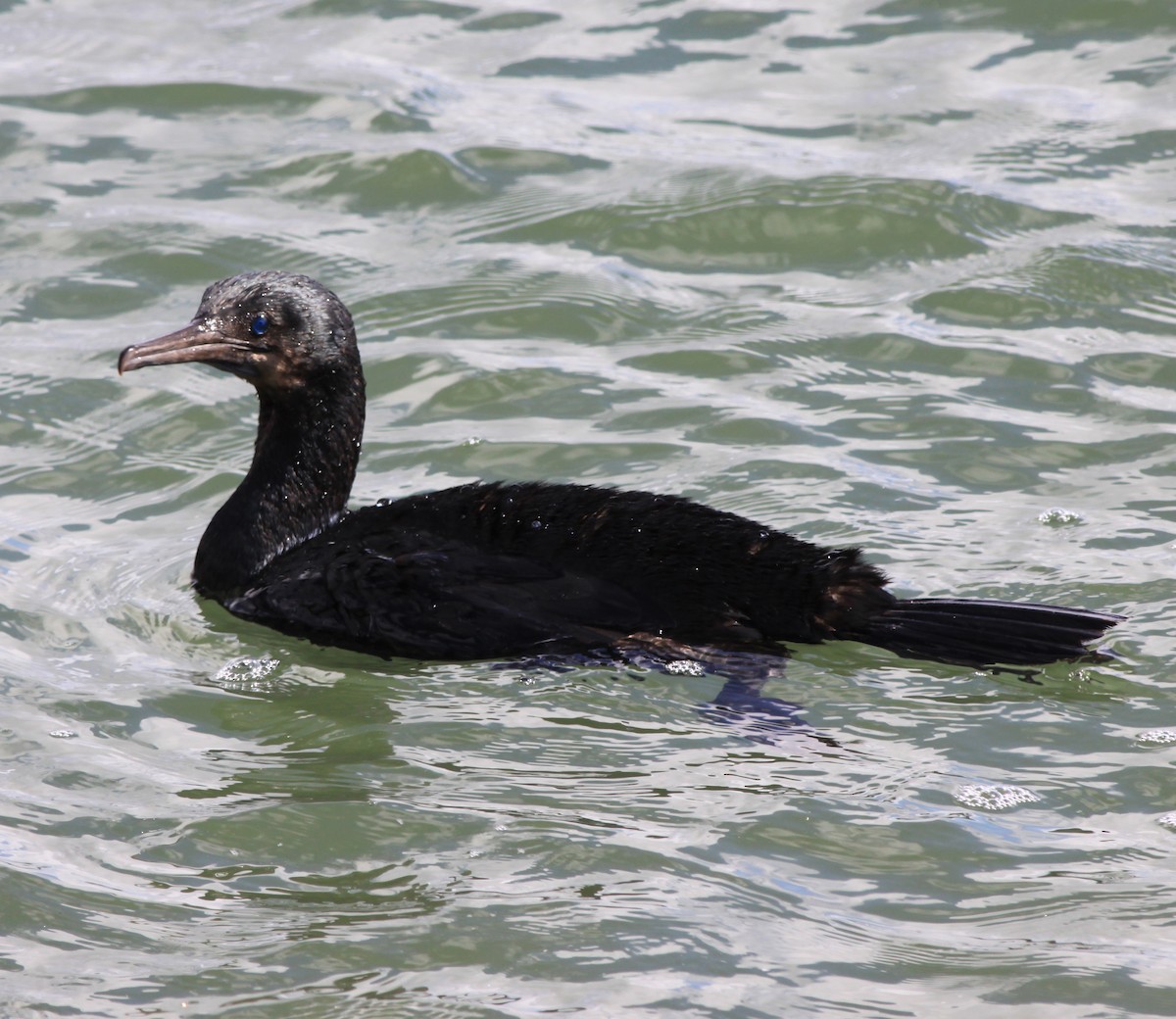 Brandt's Cormorant - ML646877687
