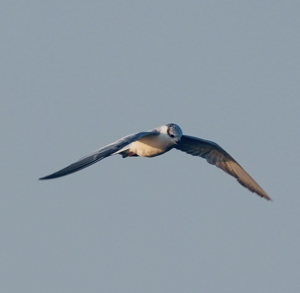 Whiskered Tern - ML646877688