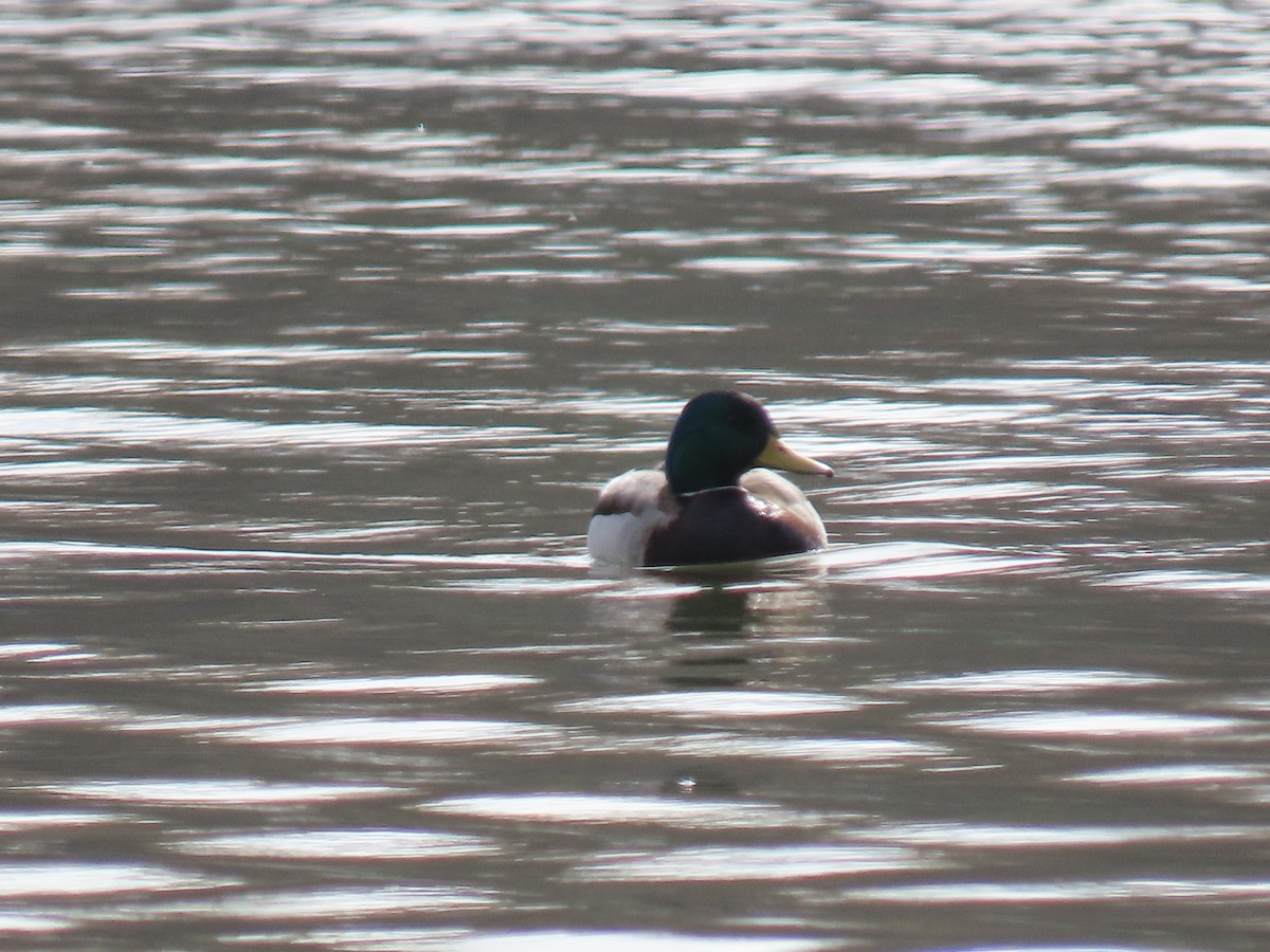 Mallard - ML646877690