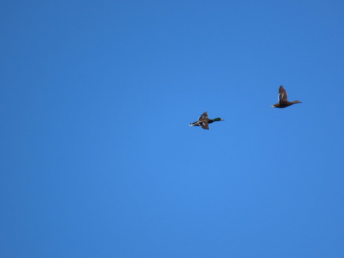 Mallard - ML646877691