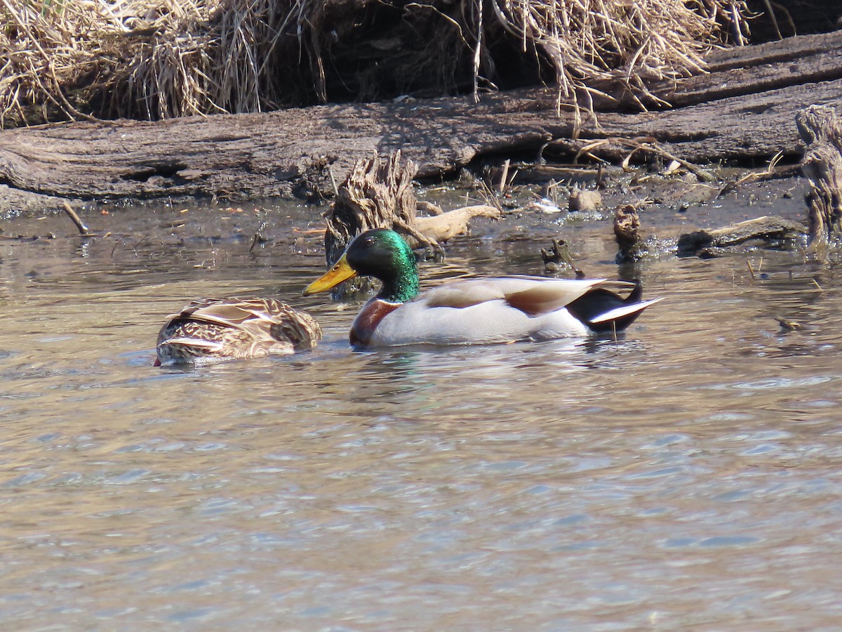 Mallard - ML646877692