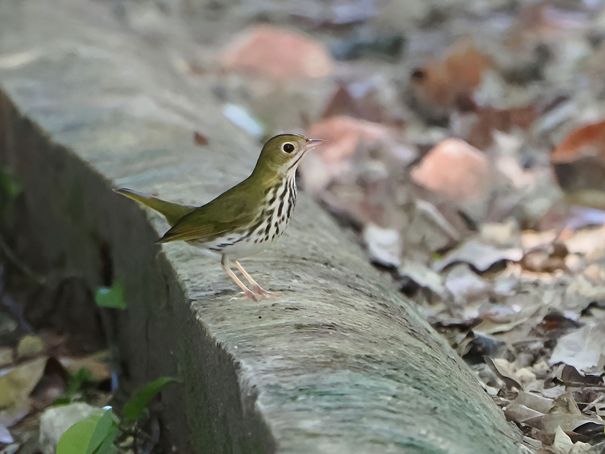 Ovenbird - ML646877693