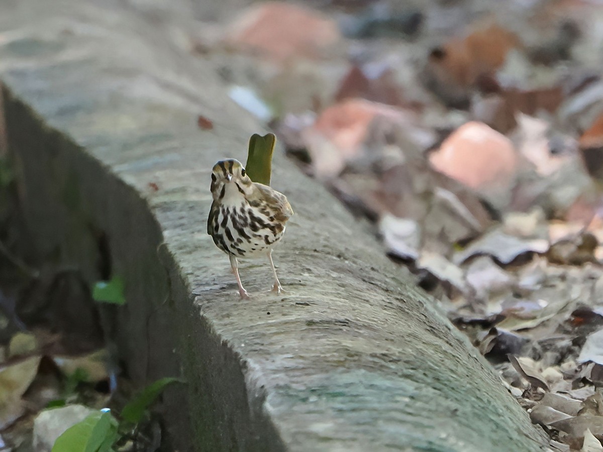 Ovenbird - ML646877694