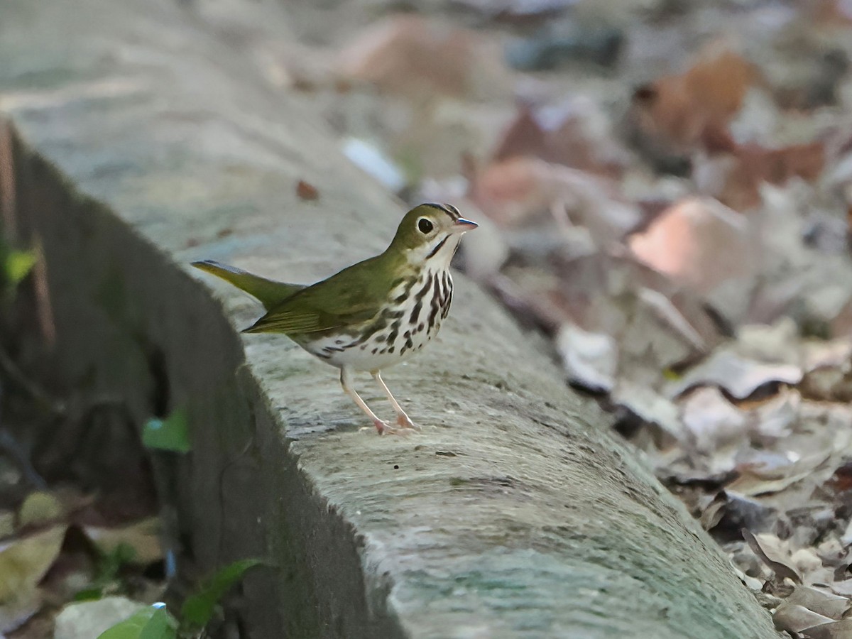 Ovenbird - ML646877695