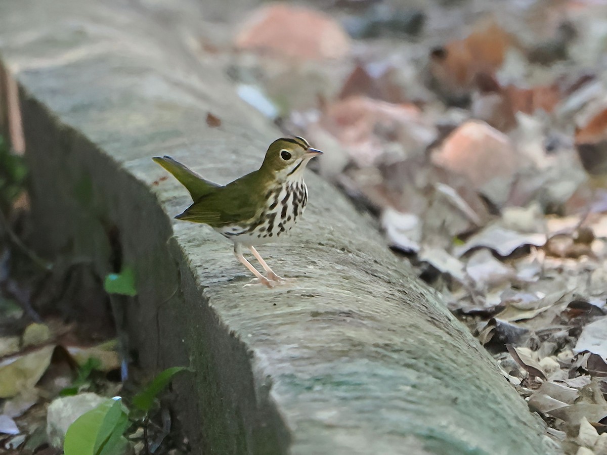 Ovenbird - ML646877696