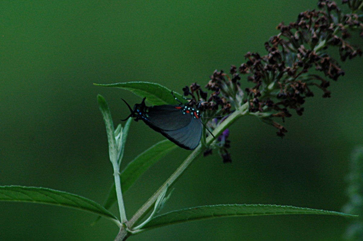 Insects - ML646877697