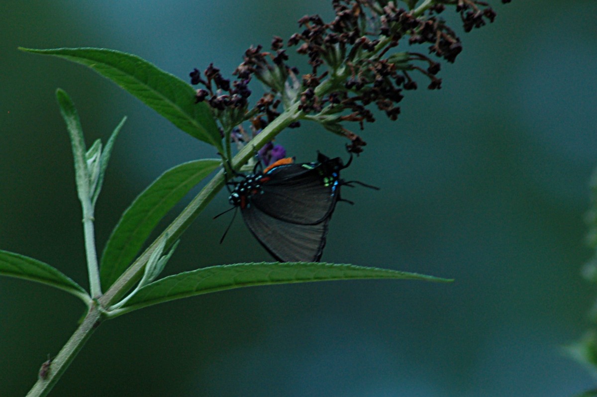 Animals - ML646877698