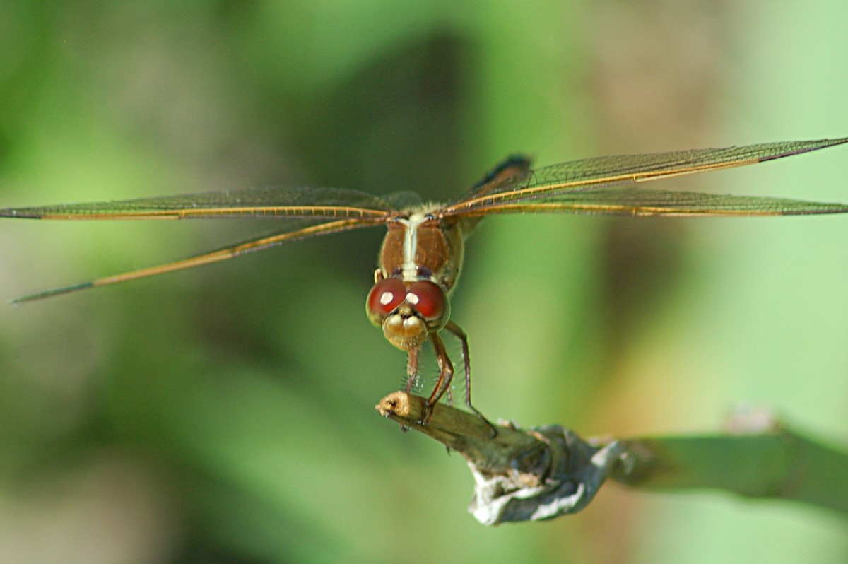 Animals - ML646877699