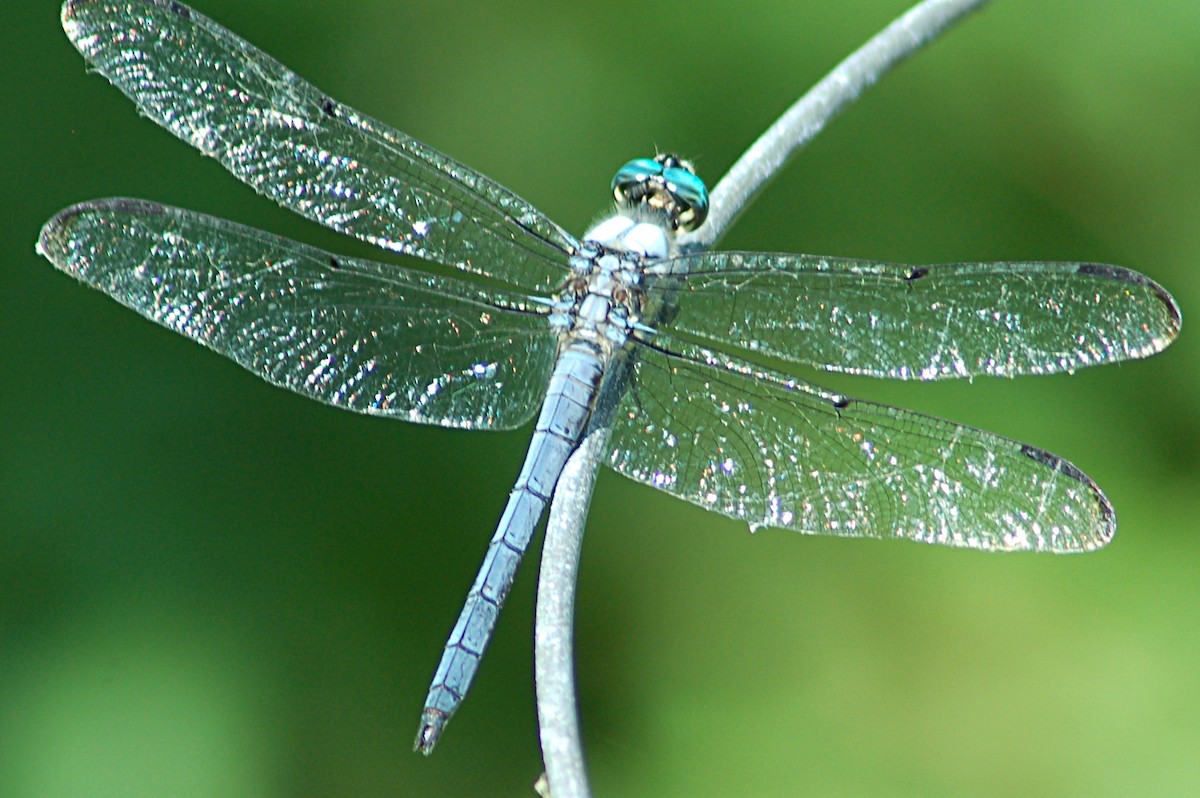 Animals - ML646877700