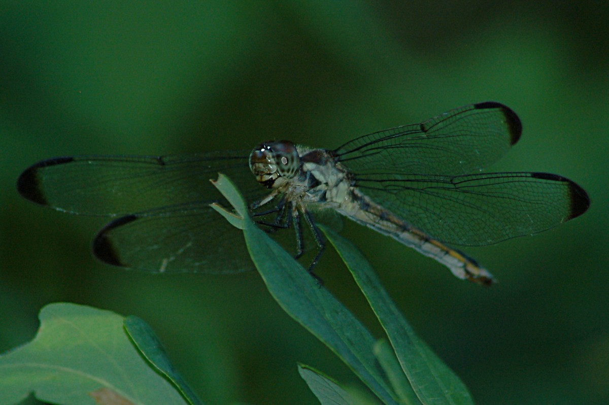 Animals - ML646877701