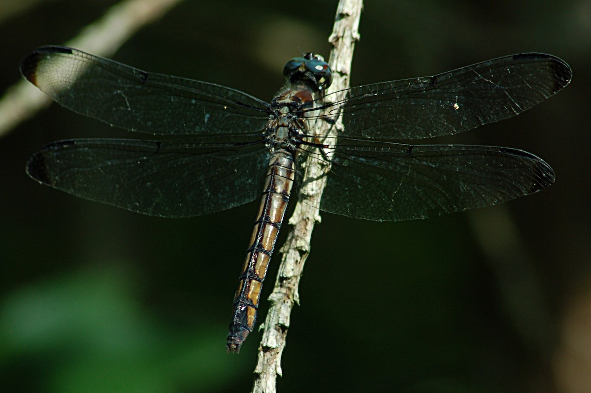 Animals - ML646877702