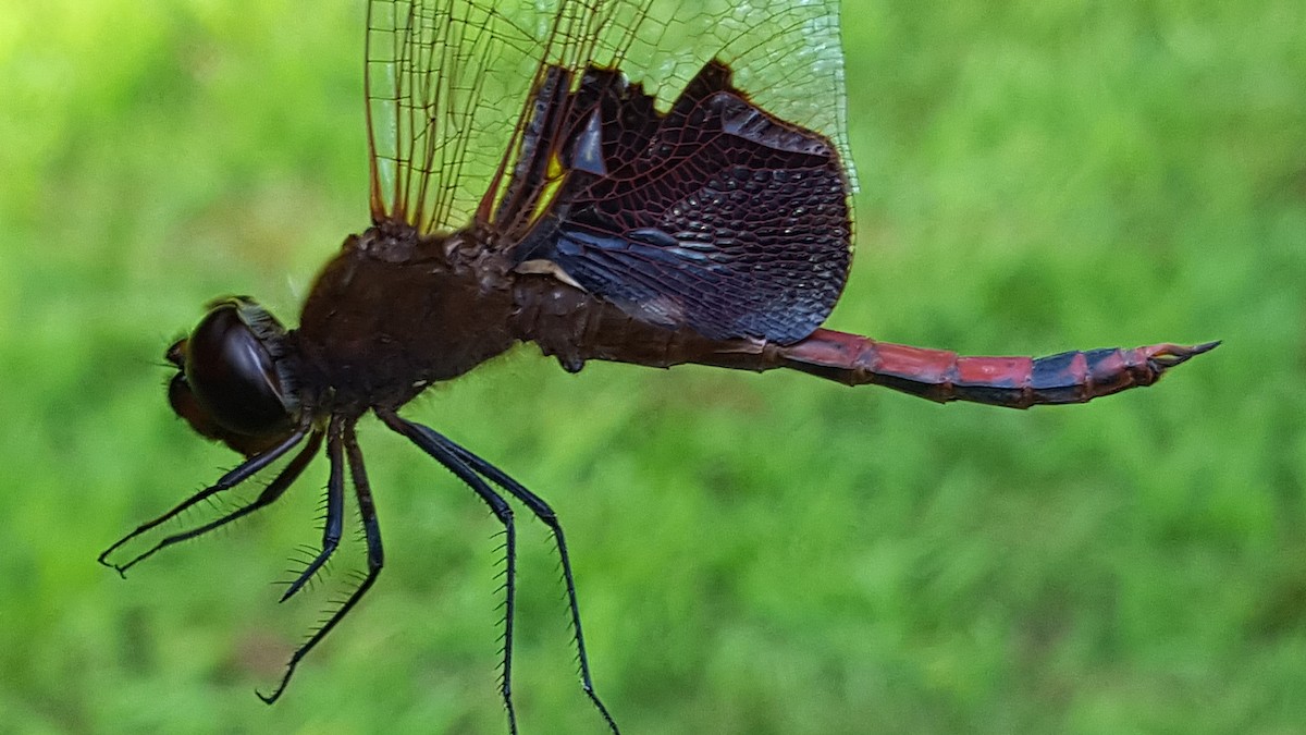 Animals - ML646877703