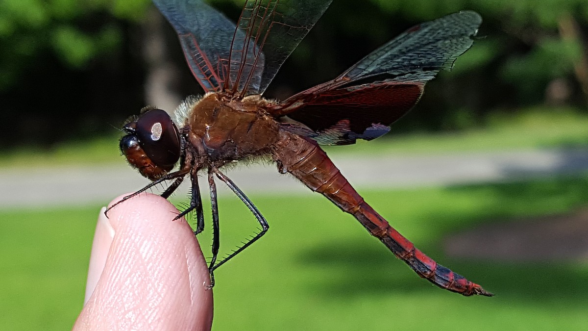 Animals - ML646877704