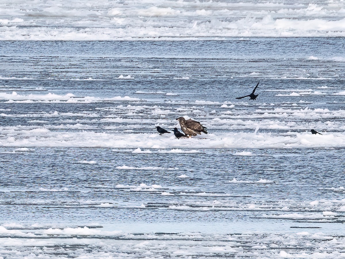 Bald Eagle - ML646877705